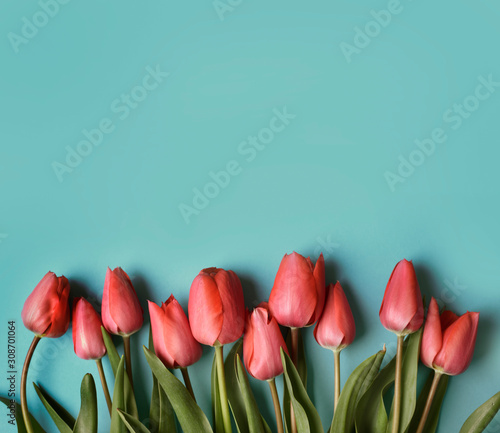 Red tulip flower on pastel blue background from above. Spring bud bouquet creative frame design. Valentine, Mother's day and wedding greeting card.