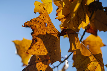 Foliage at fall in the Monza Park