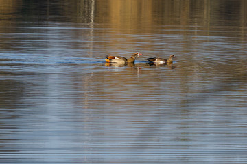 Nilgans Pärchen schwimmt im Teich