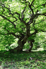 大朝のテングシデ群落（広島、日本）