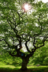 大朝のテングシデ群落（広島、日本）