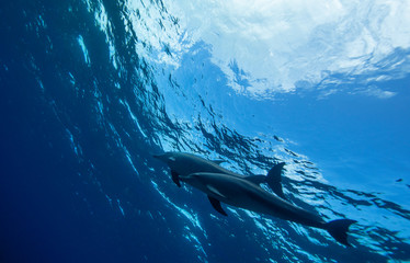 dolphin in the sea