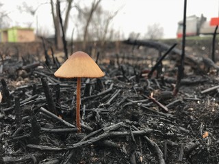 burned out forest in the fall. carbonized tree after a forest fire. mushroom in the forest