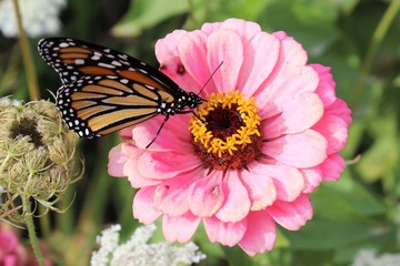 butterfly on flower