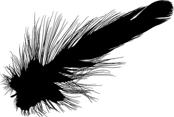 Obraz premium small feather black single straight silhouette