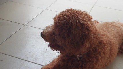 4K footage of happy joyful puppy lying on the floor