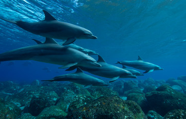 Fototapeta na wymiar dolphins underwater photography