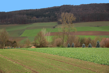fields green, trees and mountains in the distance, hills, winter rural landscape