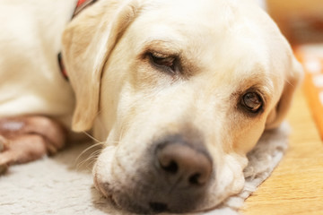 Dog breed Labrador is sleeping. Close up.