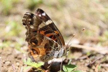 butterfly on a leaf