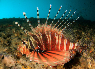 Lionfish fish 
