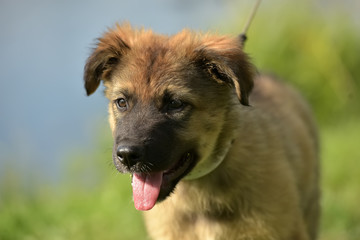 brown puppy pooch by the lake in summer