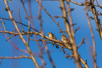 sparrows on branch