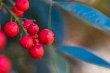 Close-up of Red Berries