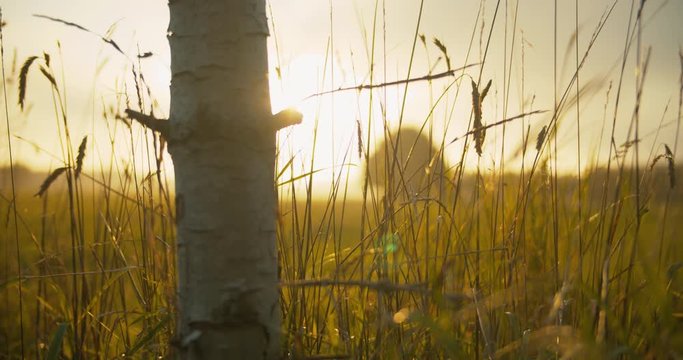 Cinematic shoot of fields in golden hour light.

Perfect for nature and cooperate video projects.