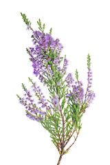 blossoming fine violet heather isolated lush branch