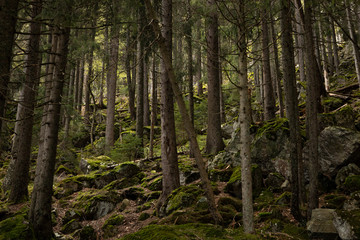 Wild wood in the mountains. Beautiful view inside of pine forest. Tree trunks, mossy rocks. Moss on stones. Schwarzwald, Germany. Black Forest. 