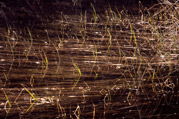 Grass and thickets in water, blades of grass reflections in water. Abstract background. Swamp. 