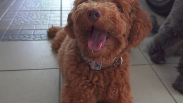 4K footage of happy joyful puppy lying on the floor