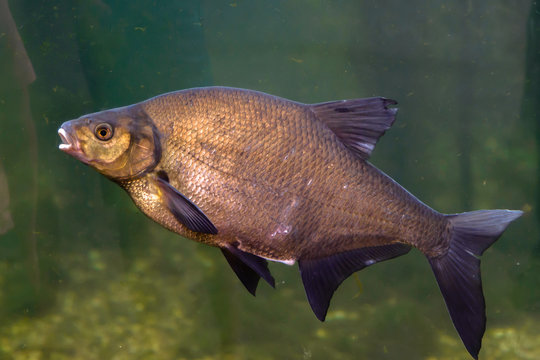 Common Carp. Freshwater Fish, Underwater Shot In Pond. Traditional Christmas Food In Poland.