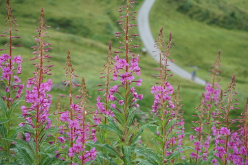 Photo at Swiss alps nature mountain area