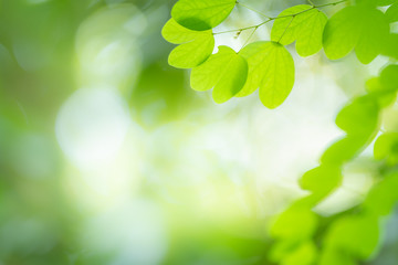 Green nature background. Close up view of green leaf with beauty bokeh under sunlight for natural and freshness wallpaper concept.
