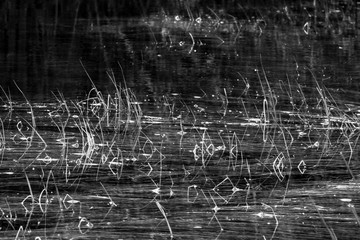 Grass, straw and thickets in water, blades of grass reflections in water. Abstract background. Swamp. Black and white. Monochrome.
