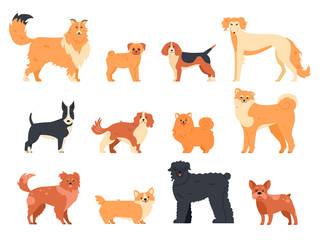 Dogs breed character. Purebred dog pedigree, cute puppy pug, beagle, welsh corgi and bull terrier, funny domestic pets vector isolated illustration icons set. Human companion. Cartoon animal bundle
