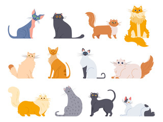 Cat breeds. Cute fluffy cats, maine coon, bobtail, siamese cat and funny sphynx cat, pedigree breeds pets isolated illustration icons set. Flat vector kittens bundle - obrazy, fototapety, plakaty