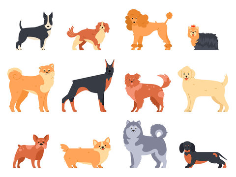 Breeds of dogs. Doberman dog, alaskan malamute, cute bulldog and akita. Group of purebred pedigree doggy character vector isolated illustration icons set. Flat style cartoon animals pack