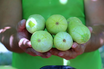 Harvesting zucchini. Fresh vegetables. Green squash on the farm.