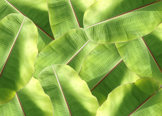 Banana Leaf Pattern Background.