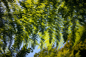 Giant fern leaf pattern against the light on blue sky background. Frond shape.