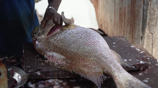 Man cleans fish on a wooden table. A man cuts off the fins of a fish with a large knife