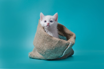 little white kitten in a sack turquoise background