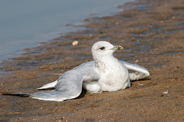 Common gull larus canus ill laying on lake shore beach. Cute white waterbird in wildlife.