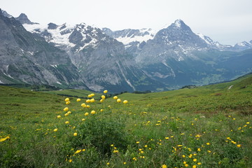 Photo at Swiss alps nature mountain area