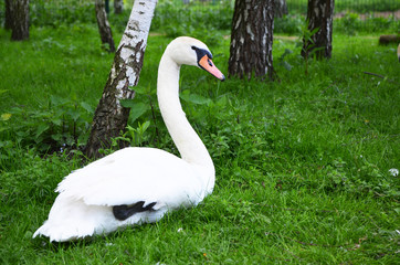  beautiful bird swan on the grass 