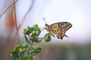 Male Profile of Swallowtail butterfly sitting on green plant, sky out of focus background. Eastern tiger butterfly close up with beautiful ornate wings. Yellow, Papilionidae. Italy