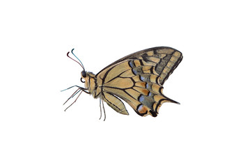 Fototapeta na wymiar Male Profile of Swallowtail butterfly cut-out on white background. Eastern tiger butterfly isolated. Yellow, Papilionidae.