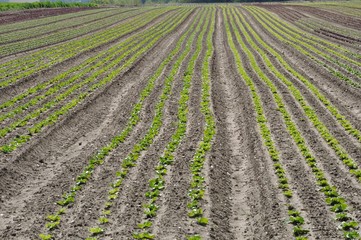 Fototapeta na wymiar Vegetable crops in Normandy