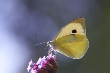 White cabbage butterfly against blurred violet background