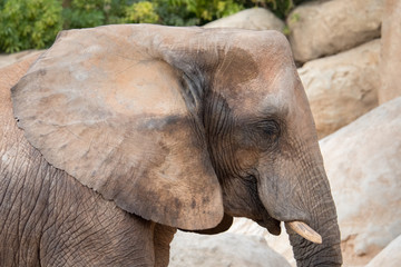 Fototapeta premium african elephant (Loxodonta africana)