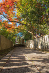 Obraz premium 京都、松ヶ崎大黒天（妙円寺）の参道の紅葉風景です