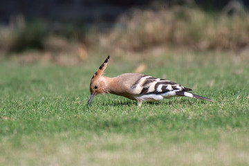Cute Hoopoe bird searching for insects 