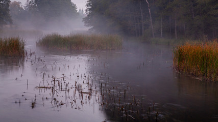 Misty river view during very early morning. Reeds in the middle of river. Forest on the shore..