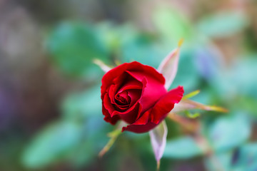 background with beautiful flowers
