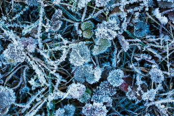 natural beautiful background with bright colorful grass covered with shiny crystals of cold prickly white frost in the morning autumn  garden