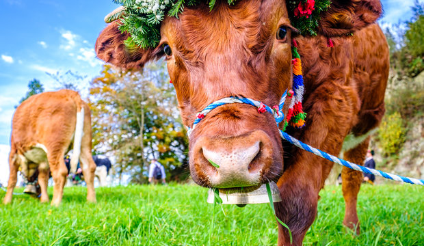 decorated cow for a festive alp returning