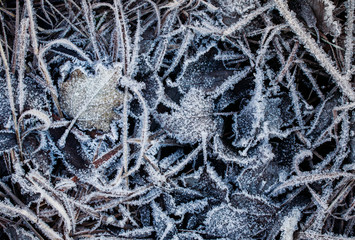 natural blue beautiful background with grass and fallen leaves covered with shiny crystals of cold...